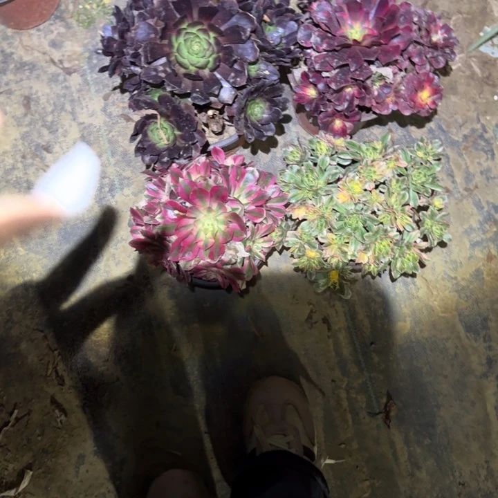 一单包邮不包侧枝122