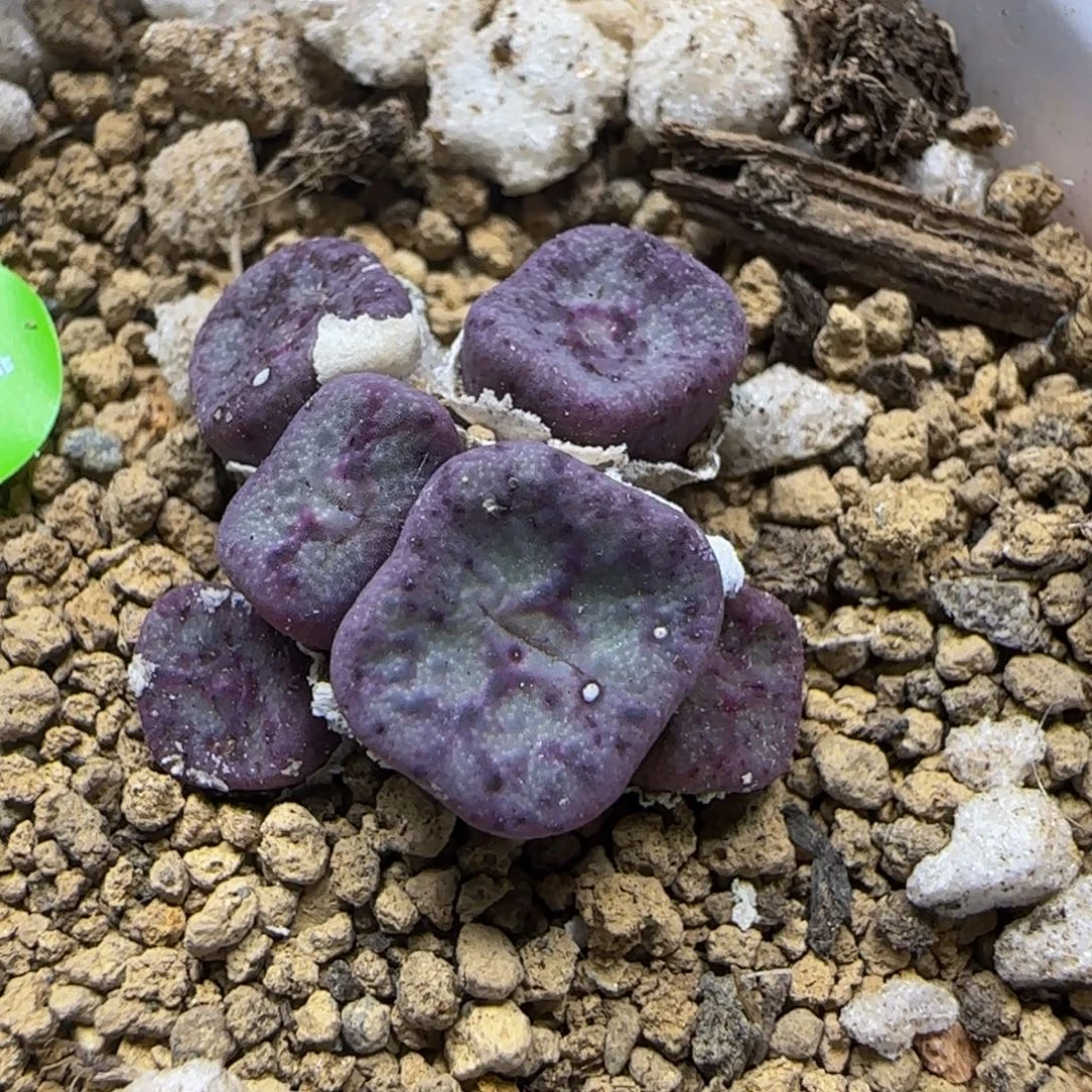 方碗群多肉植物992