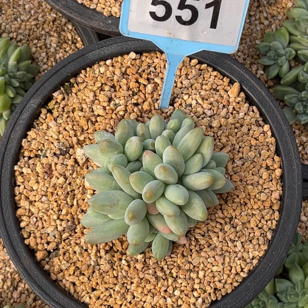 多肉植物白兰地群551