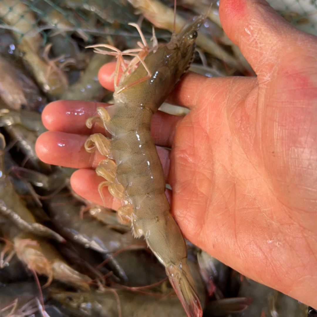 【鲜活】 瓦房店盐场活虾 约500g/份