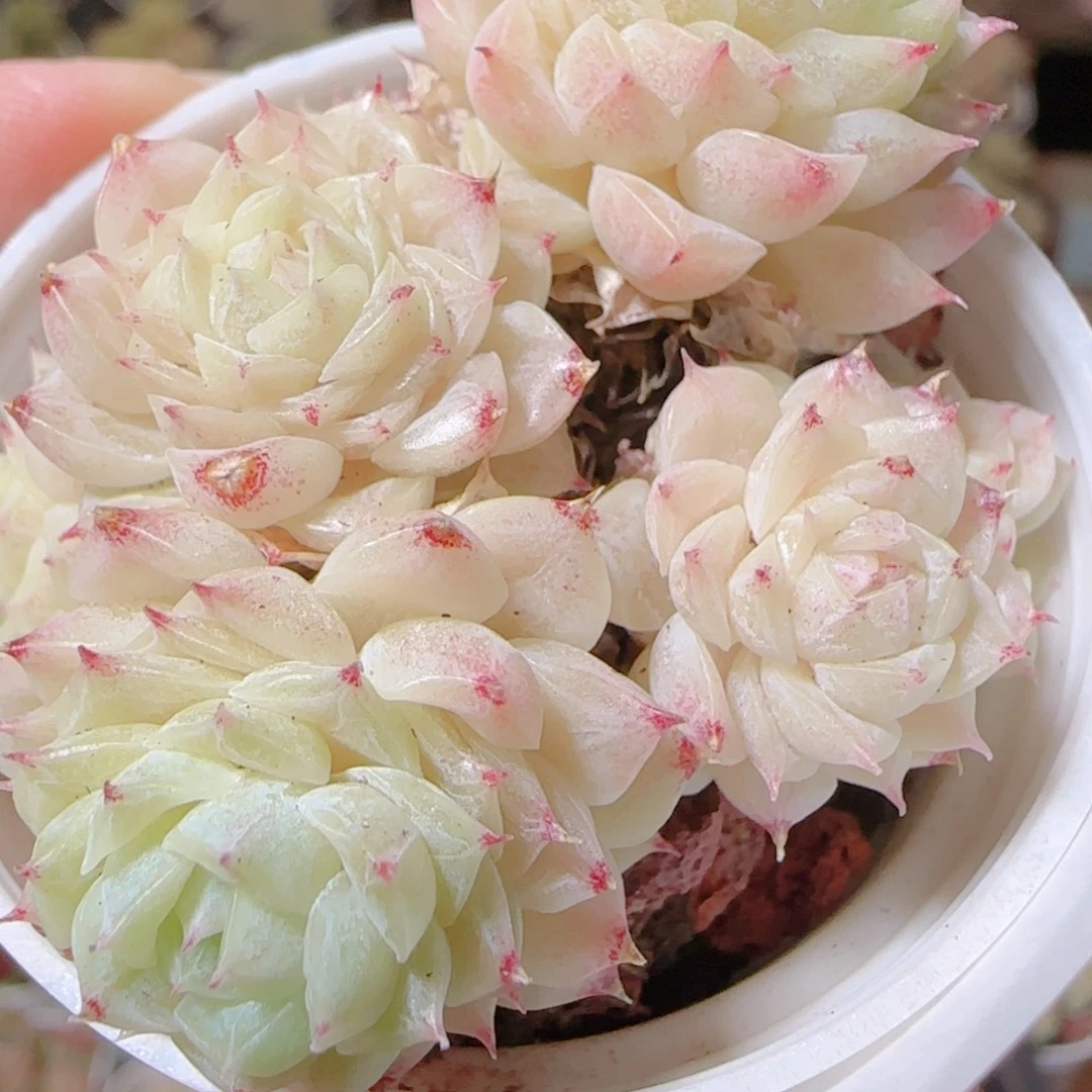 花语逸镜1113-236散