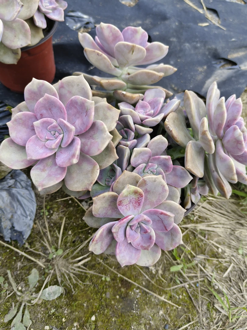 紫乐，多肉一年小老桩裸根发，断枝掉叶不售后玉露