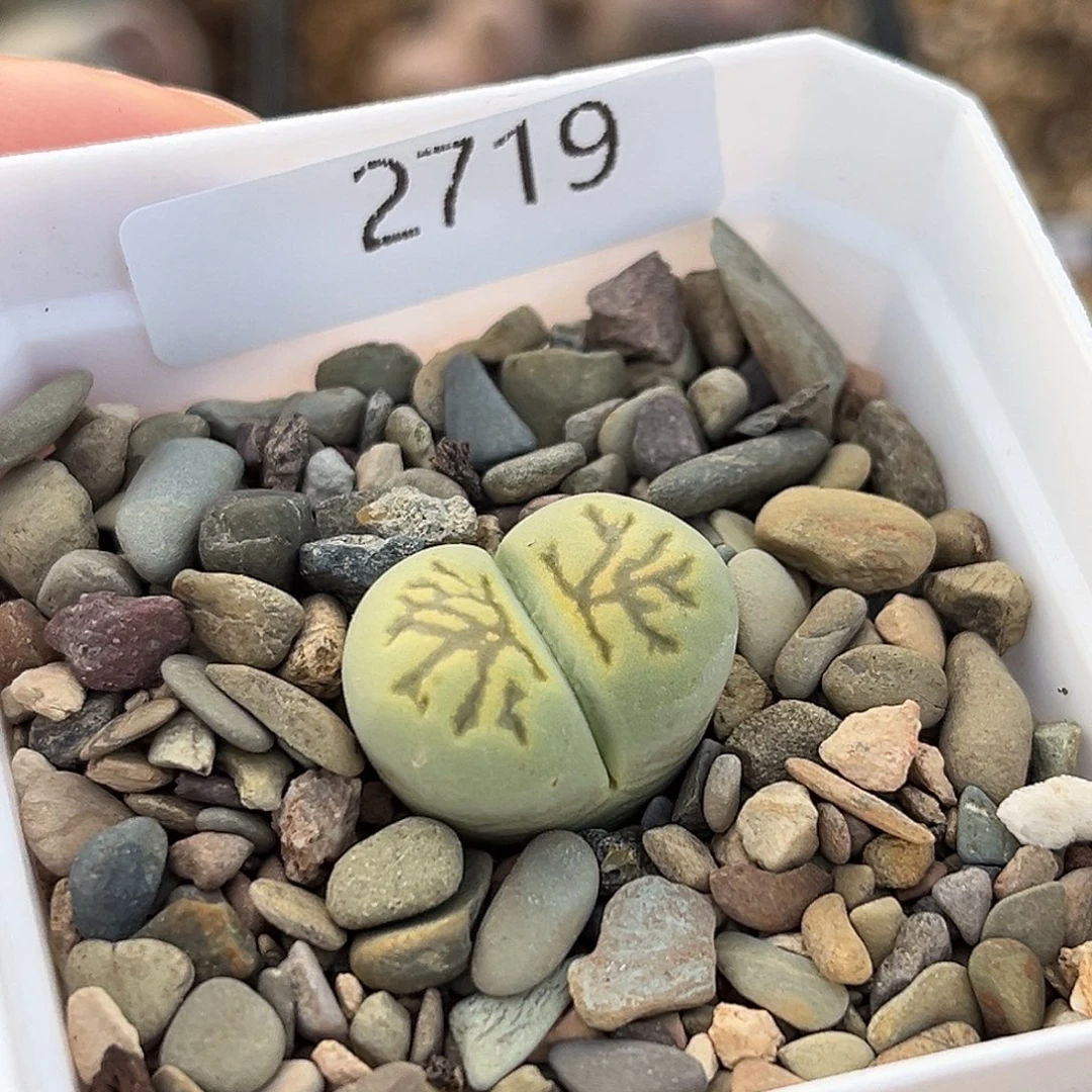 一物一拍2719绿菊化石