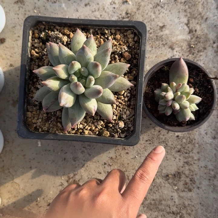 美人杂交 一物一拍