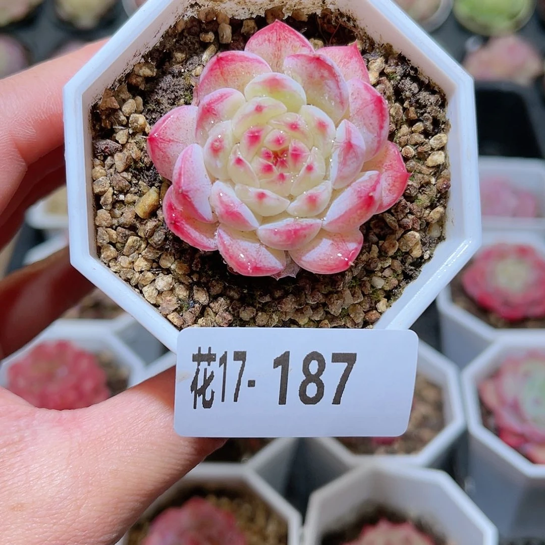 花利美17-187白桃汽水