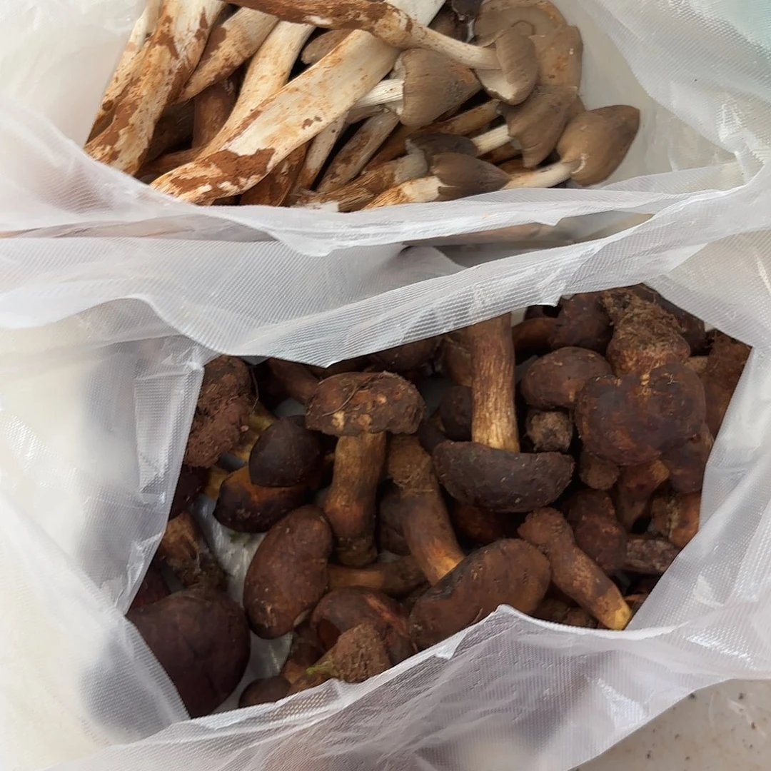 用***1云南南华野生菌中国大陆