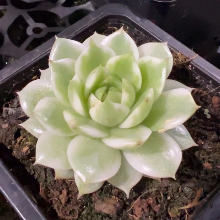 绿水晶锦一物一拍锦龙