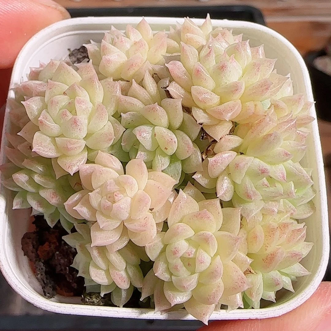 1106----273麦秆群