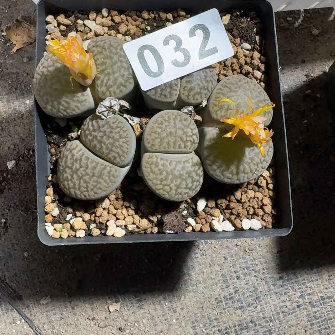 如****生石花一物一拍032