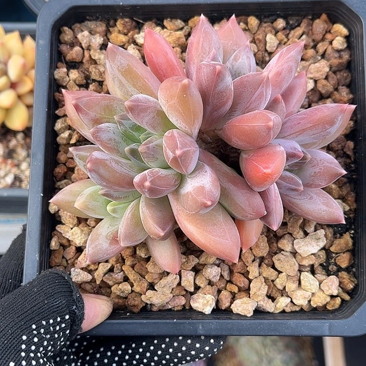 多肉植物一物一拍