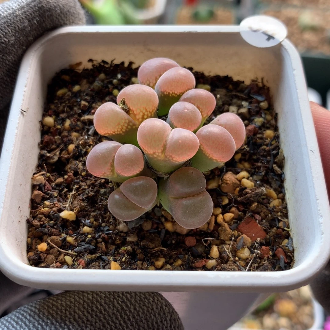 54号红风铃母本一颗