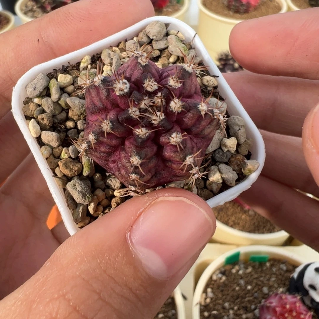 561 好看的米哈冲冲冲