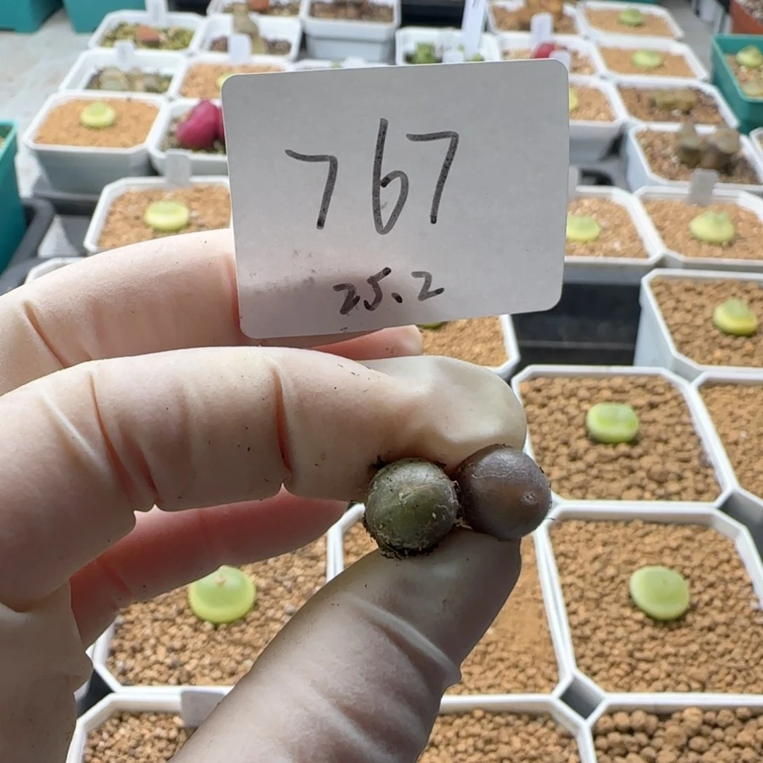 *️****多肉多肉多肉2025-767