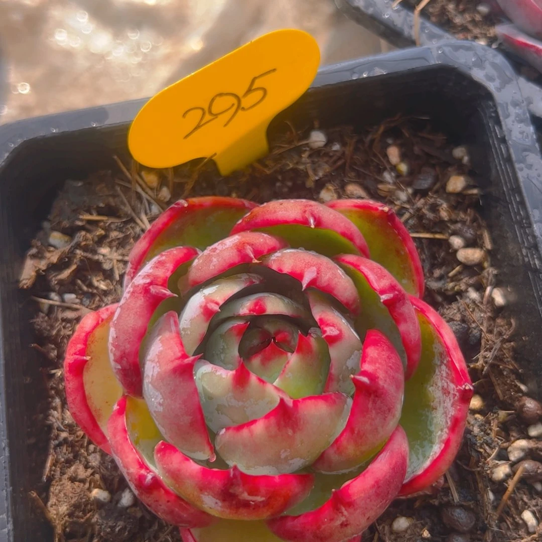 惊鸿仙子一物一拍295号