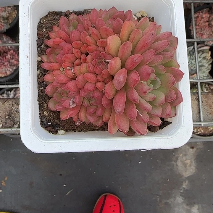 青蛙王子儿童牙膏11