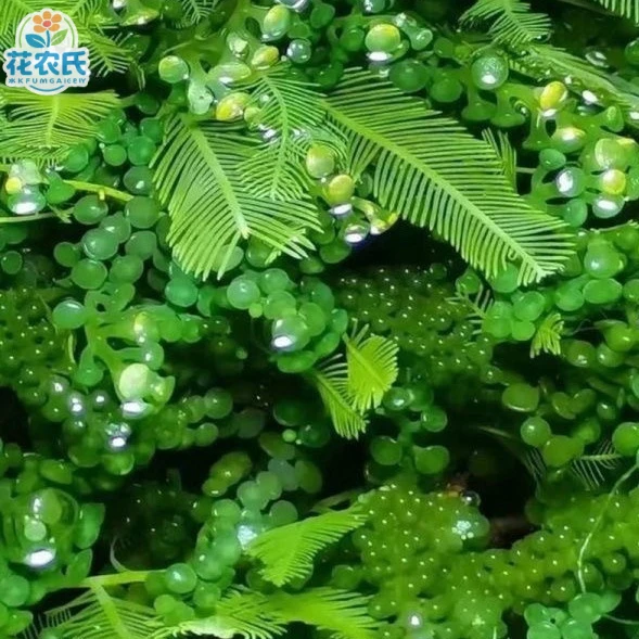 高等海藻葡萄钢丝羽毛火焰NO3水草PO4水质净化NP海葡萄藻绿藻