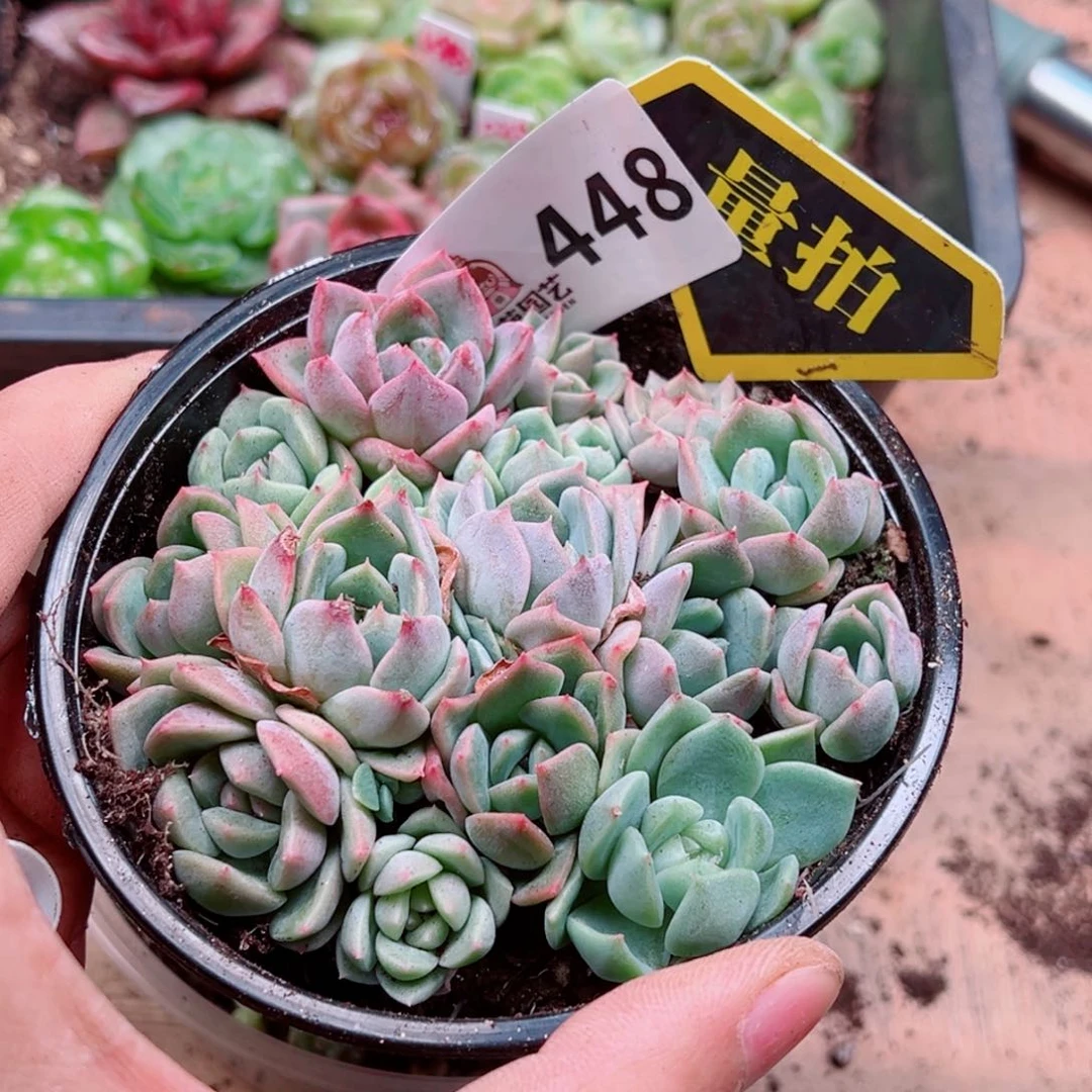 当前无花朵，栽培后可花朵