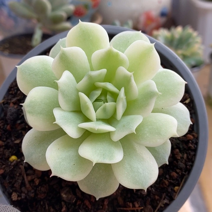 043静夜锦锦锦锦锦锦锦锦锦
