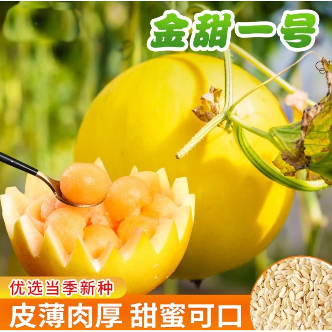 【黄金蜜甜瓜种子】春季种植高产好种植阳台小院