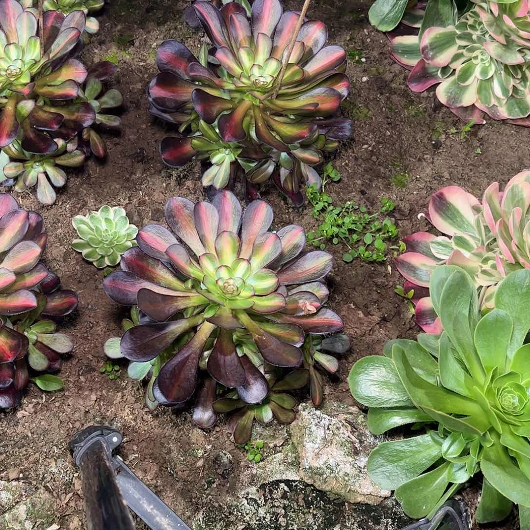 多肉法师锦晚霞加女巫