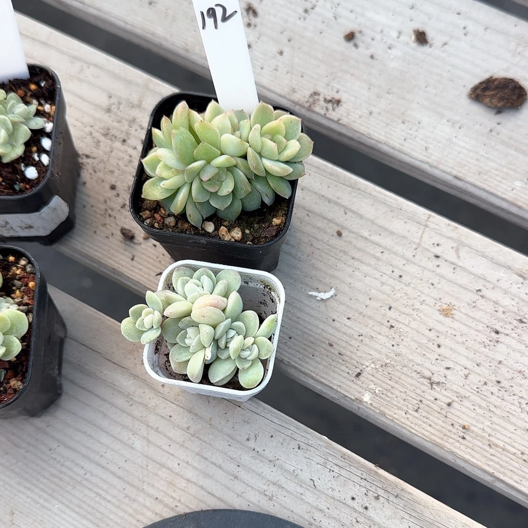 c***l192号两棵组合多肉8888