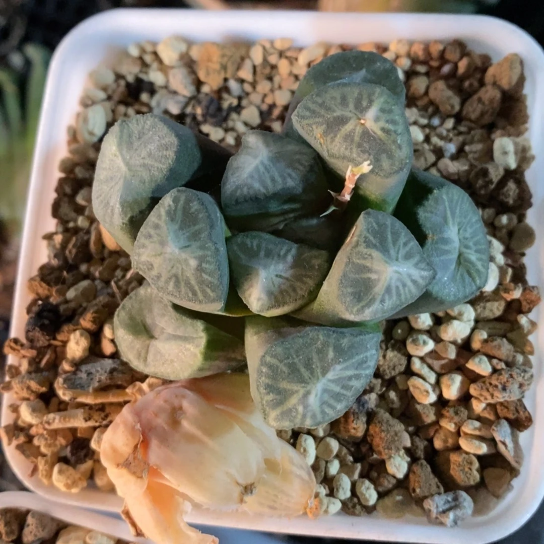 优选实生万象一颗