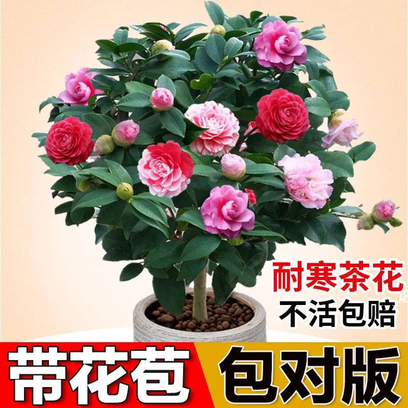 五色赤丹山茶花带花苞盆栽四季茶花树苗室内浓香型耐寒花卉老桩