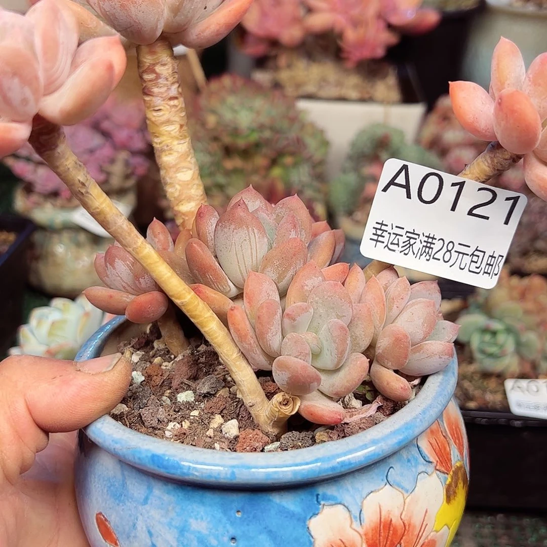 幸运的是我的朋友