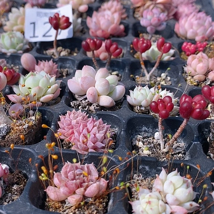 127 多肉植物盆栽花卉植物