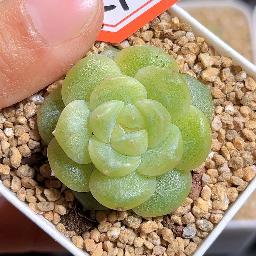 K722  流珠 满18包邮