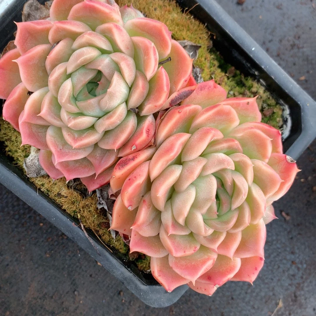 5376杂交多肉植物