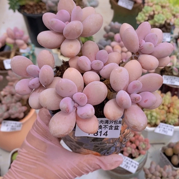 糖果桃蛋老桩12cm814多肉植物