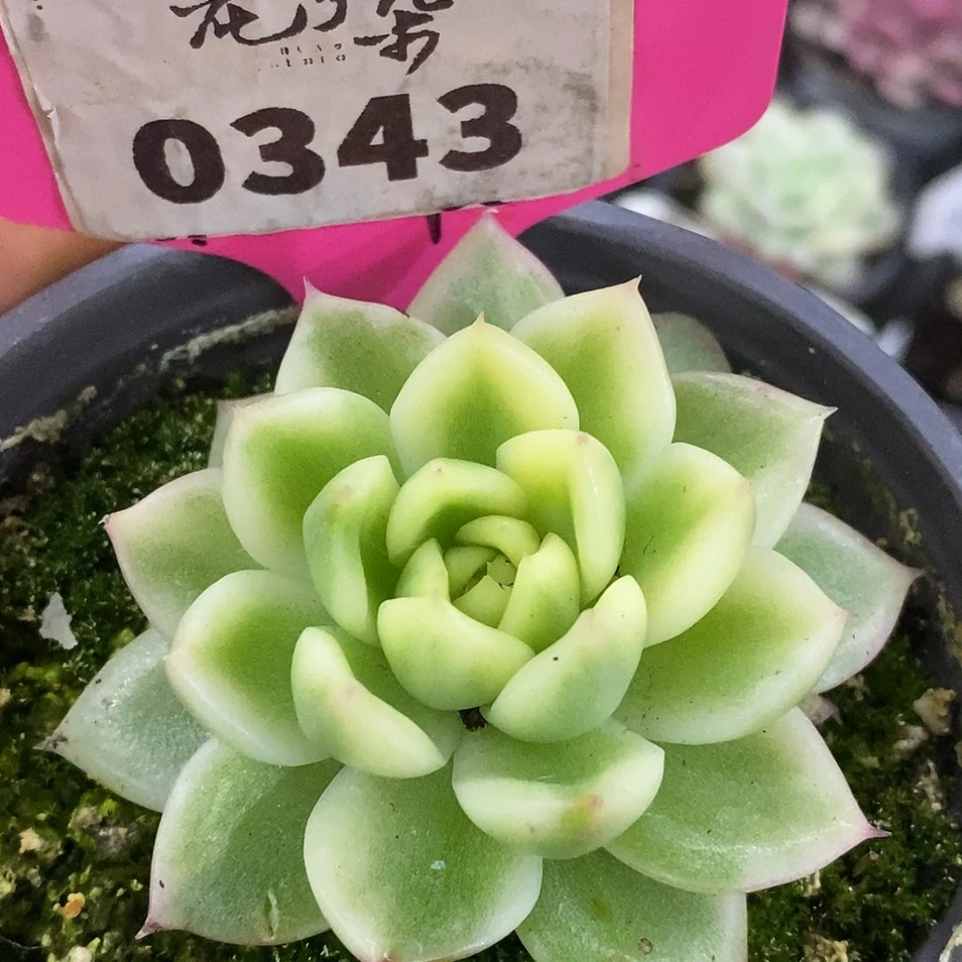 343佛罗哈哈哈哈哈哈