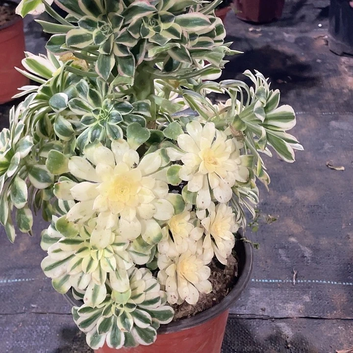 泽*多肉法师法师多肉621