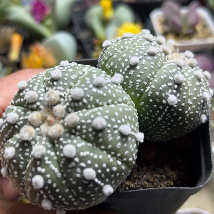 可爱多肉嘟嘟星兜006