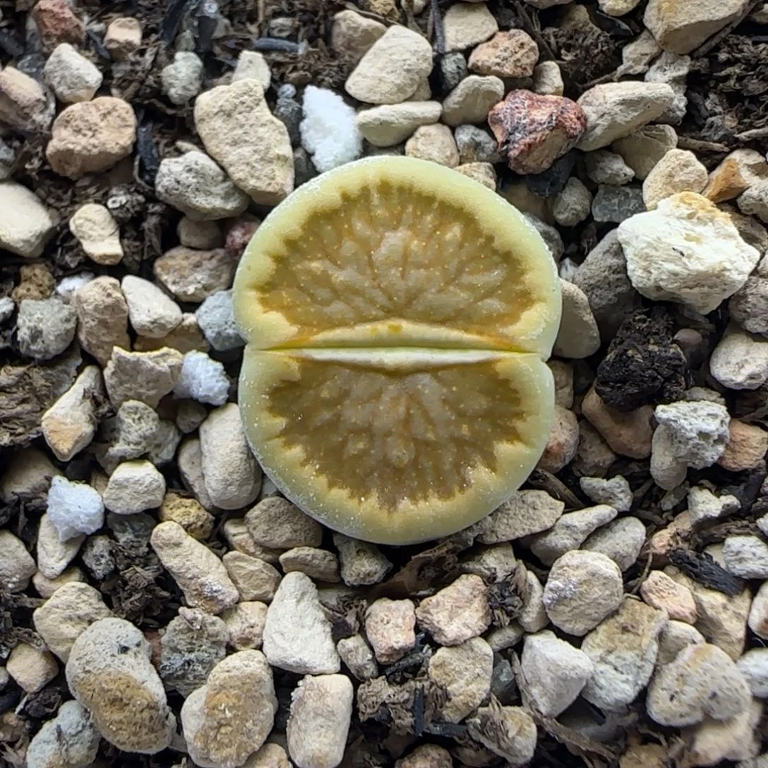 747金色星空绿菊大棚直播