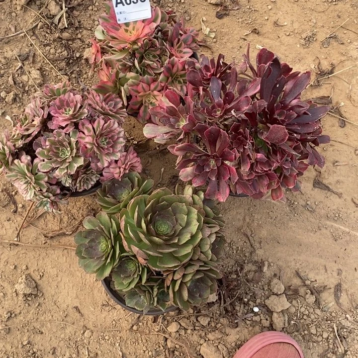 完全开放636组合套餐多肉植物
