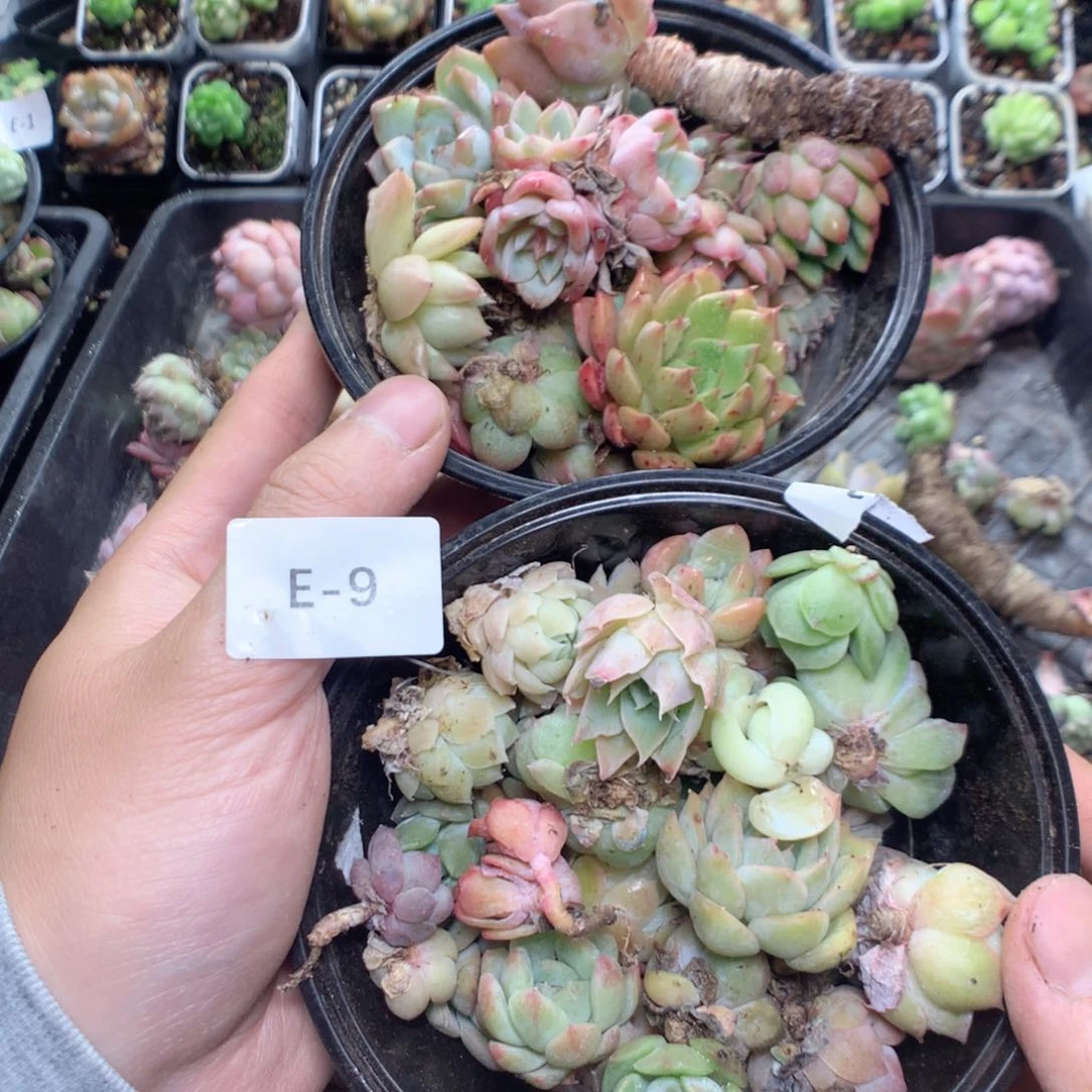 无花朵E9月英语英语英语英语英语英语