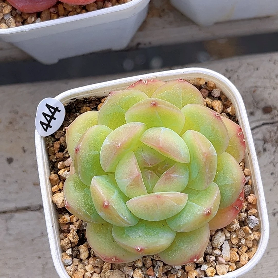 444  新品珍妮满18包邮