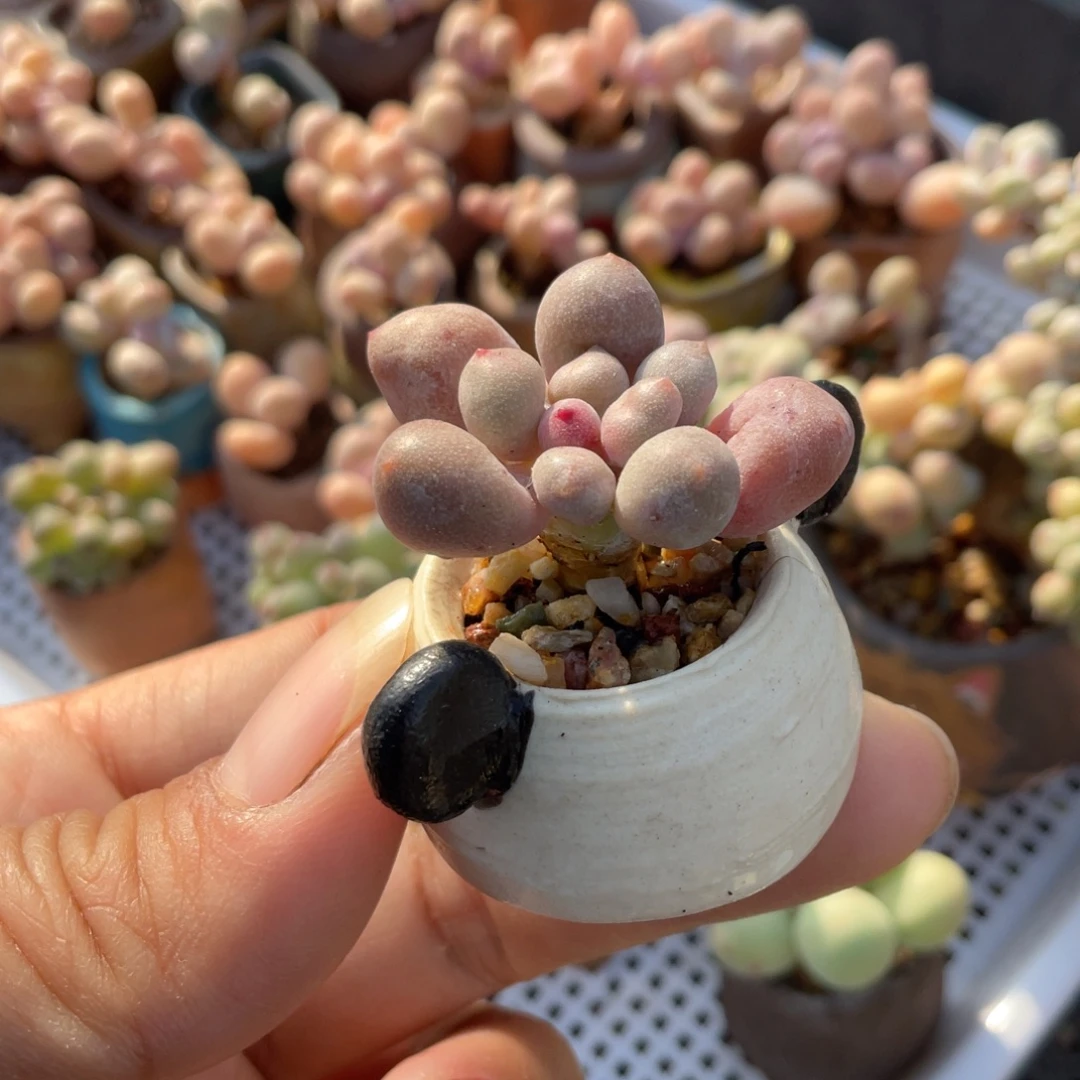 2号同款单头奶杂多肉