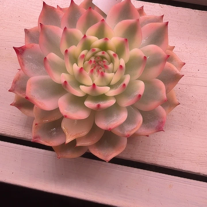 1540吉娃娃锦多肉植物