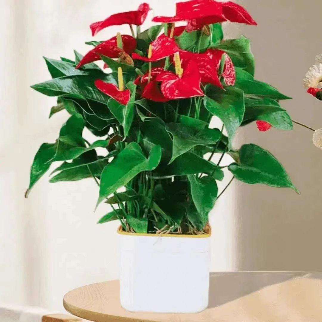 【专属】大盆红掌5—7掌四季开花绿植花卉室内40—60cm