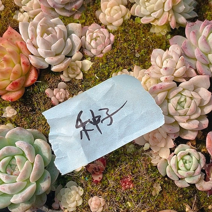 种子多肉植物盆栽花卉植物