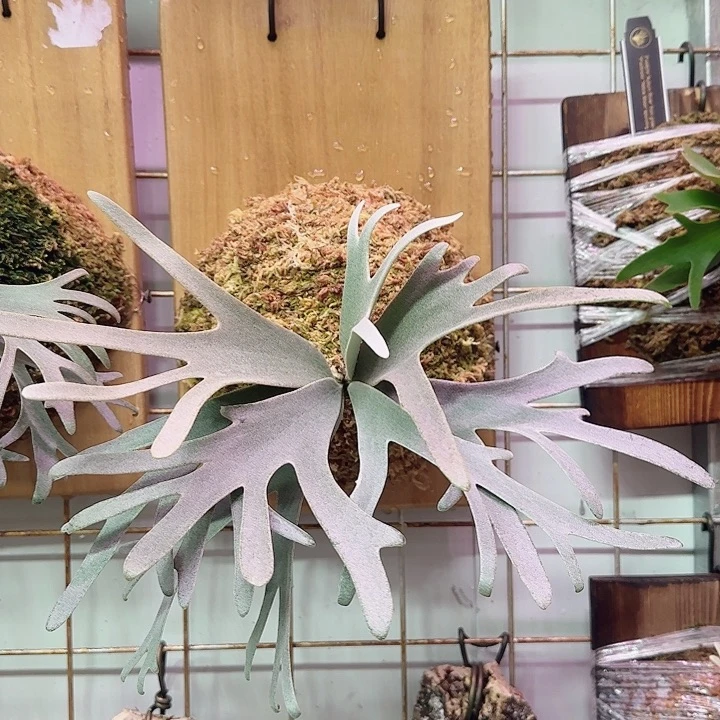 无花朵侏黄000001