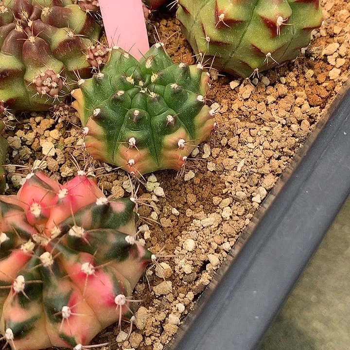 257-0425泰国发货多肉