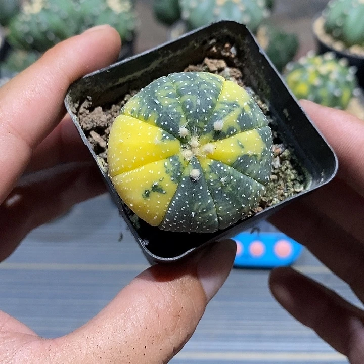 漫***漫超兜锦实生脱土发货