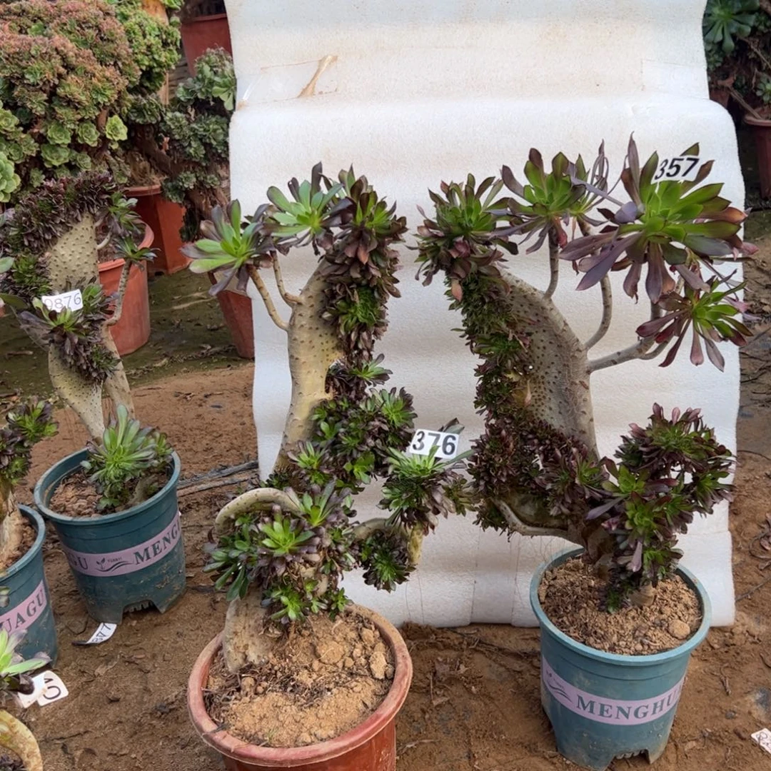 有伤两颗黑缀376.357高度40