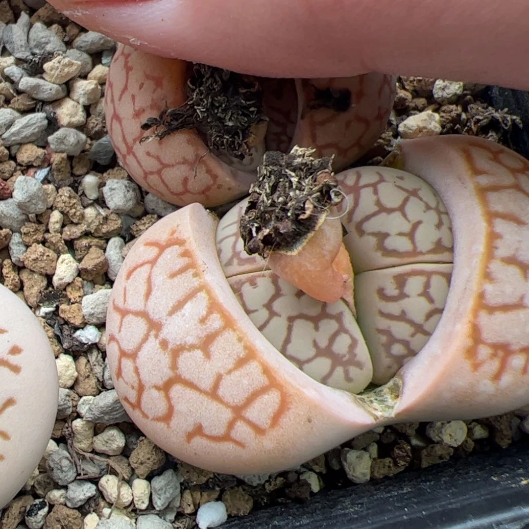 0576号大白 多肉植物