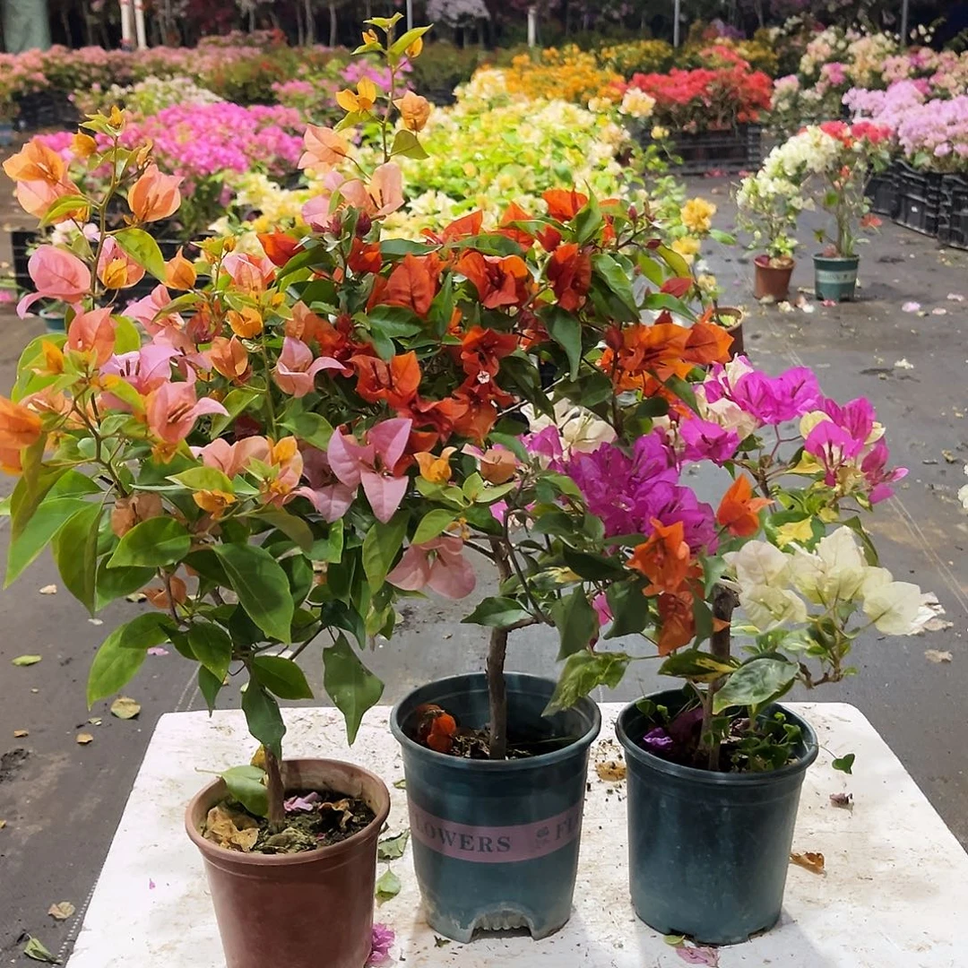 大部分花苞少量开放金发女郎，红桑巴，金心双色