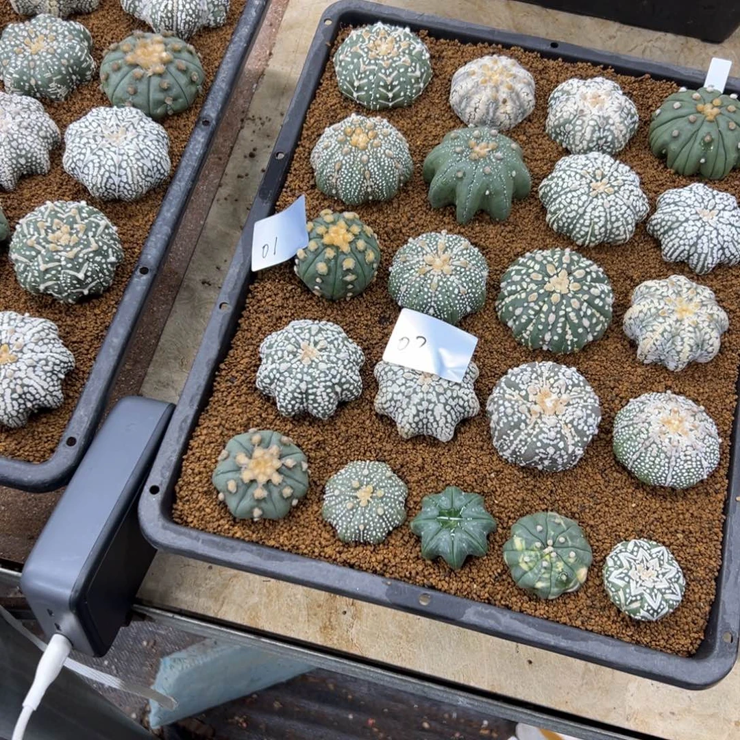 阿***哒02号兜仙人球多肉